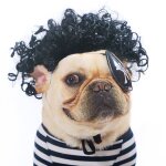 Perruques synthtiques fantaisie pour animaux de compagnie, perruques pour chats et chiens, costumes ...