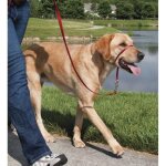 Petsafe licol easy walk pour grand chien l - anti - traction - confortable - avec laisse en nylon inclus ...