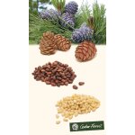 Pignons de pin (pignons de cedre) 1 kg sous - vide