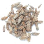 Pin sylvestre en bourgeons - sachet de 500 g