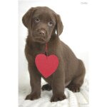 Poster chiot corby par rachael hale