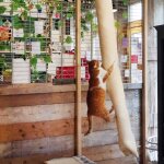 Quapas! sac d'escalade pour chat sisal 180 cm