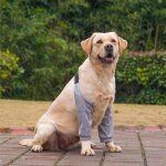 Qxer - body postopératoire pour chien - pour pattes avant - coudière pour chien - protection contre les ... Qxer - body postopératoire pour chien - pour pattes avant - coudière pour chien - protection contre les ...