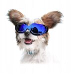 Réglage des lunettes de soleil pour chien 2 Réglage des lunettes de soleil pour chien 2