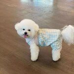 Salopette a carreaux pour chien, jupe pour chien, bretelles rétro, vêtements pour animaux de compagnie, ... Salopette a carreaux pour chien, jupe pour chien, bretelles rétro, vêtements pour animaux de compagnie, ...