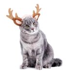Serre - tête en bois d'élan pour animaux de compagnie, accessoire de haute qualité, couvre - chef de ... Serre - tête en bois d'élan pour animaux de compagnie, accessoire de haute qualité, couvre - chef de ...