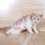 T - shirt de traitement pour chat, v�tement pour chiot, combinaison de r�cup�ration en coton, col en ...