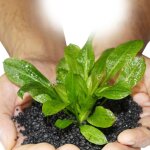 Sol d'aquarium d'argile de flotteur de substrat d'aquarium de 100g pour des plantes d'eau de mauvaises ... Sol d'aquarium d'argile de flotteur de substrat d'aquarium de 100g pour des plantes d'eau de mauvaises ...