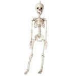 Squelette en plastique - halloween - 40cm - d�coration originale