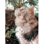 Subzonal - traceur chat / sans abonnement / radio localisateur - non gps / mini tracker pour collier ...