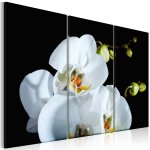 Tableau fleurs orchid�e blanche comme neige 60 x 40 cm