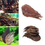 Terminaux naturels efficaces, feuilles d'olive, feuilles d'amanterie, pour le nettoyage des poissons, ...