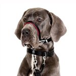 The company of animals halti optifit collier anti - traction pour chiens l