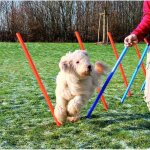 Trixie dog activity slalom agility jeu chien Trixie dog activity slalom agility jeu chien