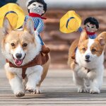 Vtements de cow - boy avec chapeau pour chien, dcorations de fte d'halloween, de nol, costume de ...