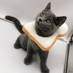 Xm collier en forme d'animal de compagnie evas� collier chien chat blessure gu�rison pr�venir la morsure ...