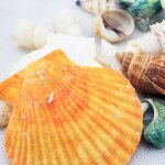 Xm coquille mixte conch aquarium aquarium articles d'ameublement de paysage bijoux a bricoler aquarium ...