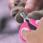 Xm coupe - ongles pour animaux domestiques pour petits chiens chats coupe - griffes ciseaux coupe - ongles ... Xm coupe - ongles pour animaux domestiques pour petits chiens chats coupe - griffes ciseaux coupe - ongles ...