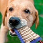 Xm fournitures d'animaux domestiques pour chiens de compagnie 1 pi�ces fournitures d'animaux de compagnie ...