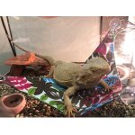 Xm hamac pour animaux de compagnie maille lit de couchage jouer jouets balanoire oxford tissu pour reptile ...