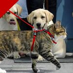 Xm harnais et laisse pour chat offre sp�ciale 3 couleurs produits en nylon pour animaux harnais de traction ...