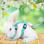 Xm harnais en polyester souple r�glable petit lapin d'animal familier harnais tous les corps laisse cochon ...