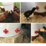 Xm lot automatique c�t� mont� horizontal mamelon nettoyant volaille poulet mangeoire poulet caille buveur ...