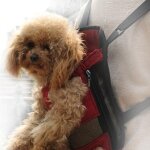 Xm sac a dos de transport portable pour chien sac a bandouli�re r�glable sac de voyage a fermeture eclair ...