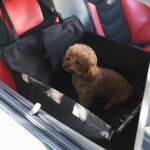 Xm sac housse de si�ge arri�re pour animal domestique sac de protection pour si�ge simple panier anti ...