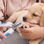 Xue animal de compagnie coupe - ongles toilettage acier inoxydable chien chat avec fichier professionnel ...