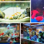 Xui purificateur d'eau d'aquarium cubes 10x10x5cm filtre charbon actif accessoires de remplacement j2y ...
