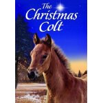 Christmas colt