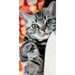 Coque pour smartphone - chat tigr gris yeux vert - compatible avec apple ipod touch4 - plastique - bord ...