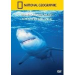 National geographic : grand requin blanc sous surveillance
