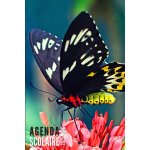 Agenda scolaire 2025 2026: papillon - semainier pour filles, garons, etudiants, primaire, collge et ...