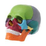 Modle d'anatomie du crne en couleur dmont, outil d'enseignement mdical dtachable, 83xc, 15 pices ...