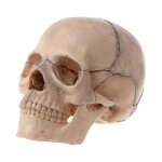 Mod�le d'anatomie du cr�ne d�mont� 4d, outil d'enseignement m�dical d�tachable
