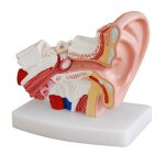 Modle d'anatomie de l'oreille humaine 1. 5 fois, montrant la structure des organes des oreilles centrales ...