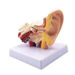 Modle d'anatomie d'oreille humaine 1, 5x, simulation de structure d'oreille interne de bureau professionnel ...