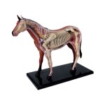 Modle d'anatomie d'organe animal 4d cheval intelligence assemblage jouet enseignement diy appareils ...