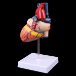 Modle de cur d'anatomie humaine dmont m17f, outil d'enseignement mdical d'anatomie