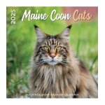 Calendrier 2025 maine coon