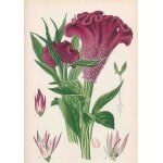 Carnet blanc, celosia cristata, dessin 19e si�cle