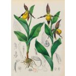 Carnet blanc, orchid�e jaune, dessin 19e si�cle