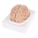 Modle de cerveau humain anatomique dmont, outil d'enseignement mdical d'anatomie de haute qualit ...