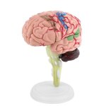 Modle de cerveau humain dmont, outil d'enseignement d'anatomie structurelle