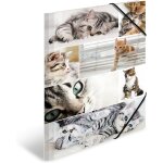 Chemises �� ��lastique animaux avec motif chats, a3, carton robuste, avec impression int��rieure, 1 porte�� ...