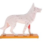 Mod�le de chien anatomique mod�le d'acupuncture anatomie mod�le de point d'acupuncture du corps du chien ...