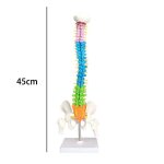 Mod�le de colonne vert�brale humaine en couleur, 45cm, mod�le de squelette, mod�le de bassin, copie d'art ...