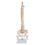 Colonne vertbrale humaine flexible, 45cm, courbe lombaire, modle d'anatomie, outil d'enseignement mdical ...